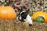 BOULEDOGUE FRANCAIS 1208